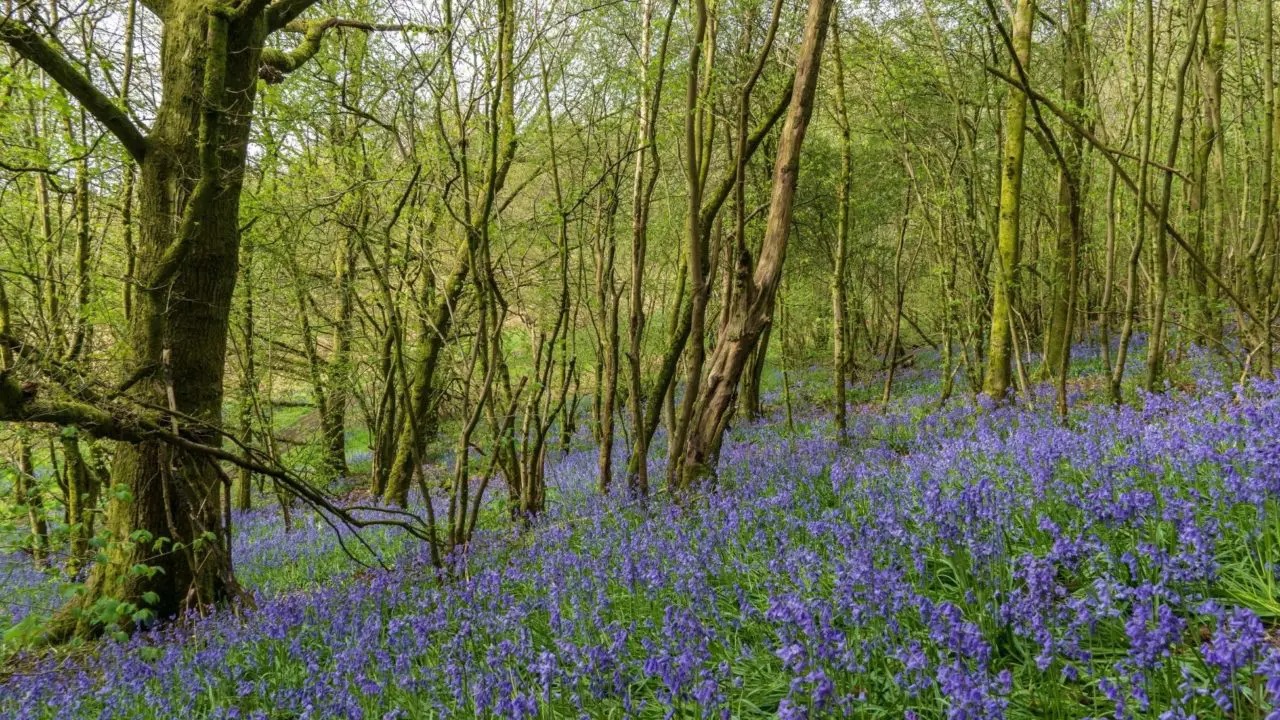 Nature can help children cope with grief