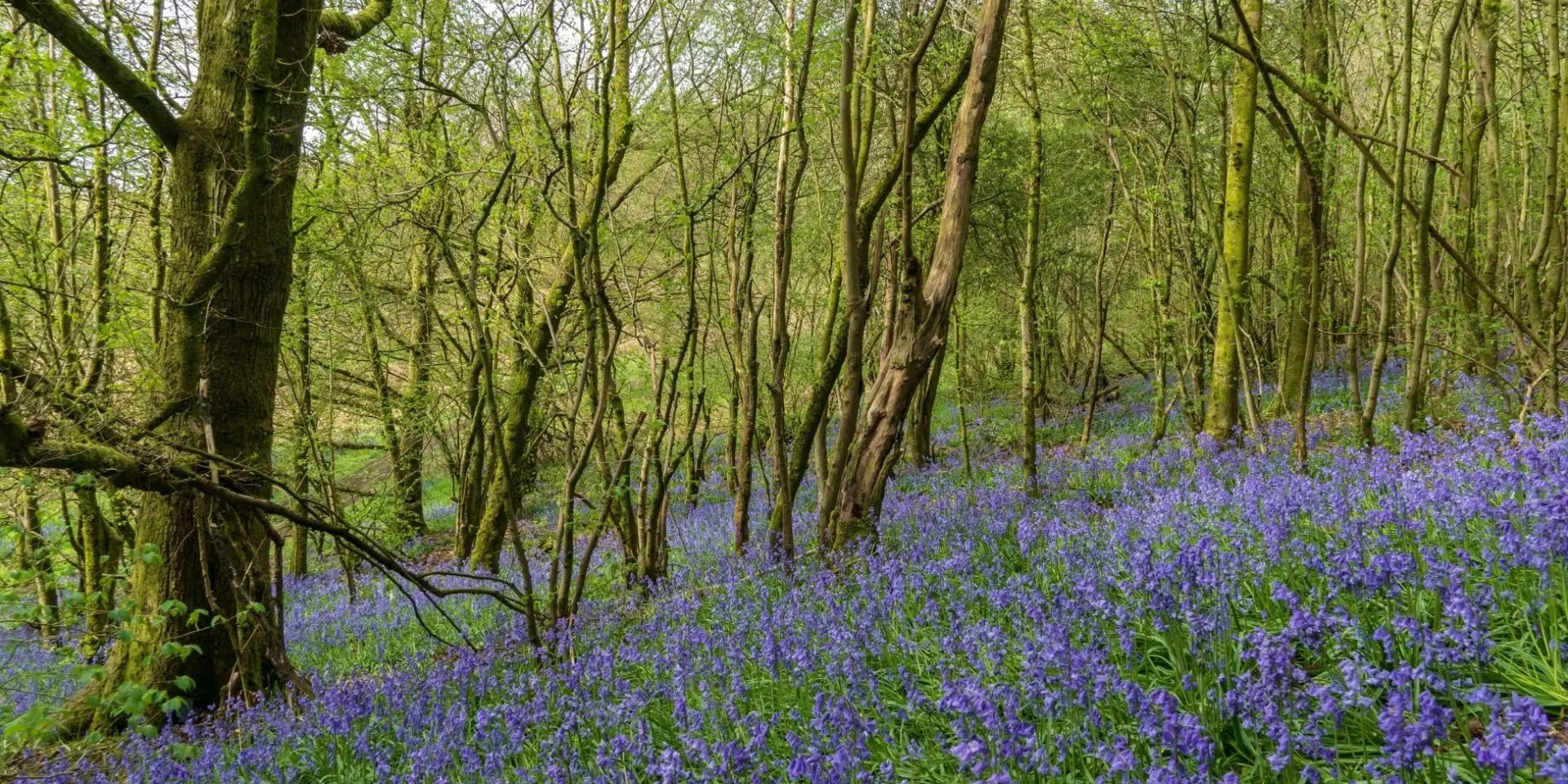 Nature can help children cope with grief